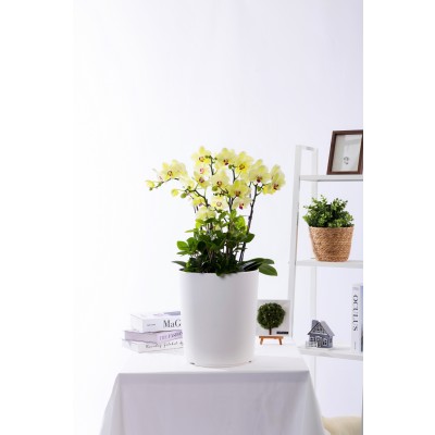 옐로우미니호접 그랜드 No.2 (SD_원형)