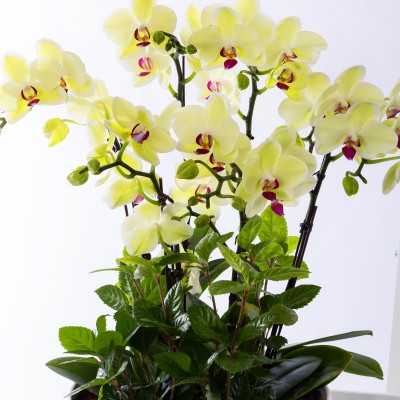 옐로우미니호접 그랜드 No.2 (SD_원형)