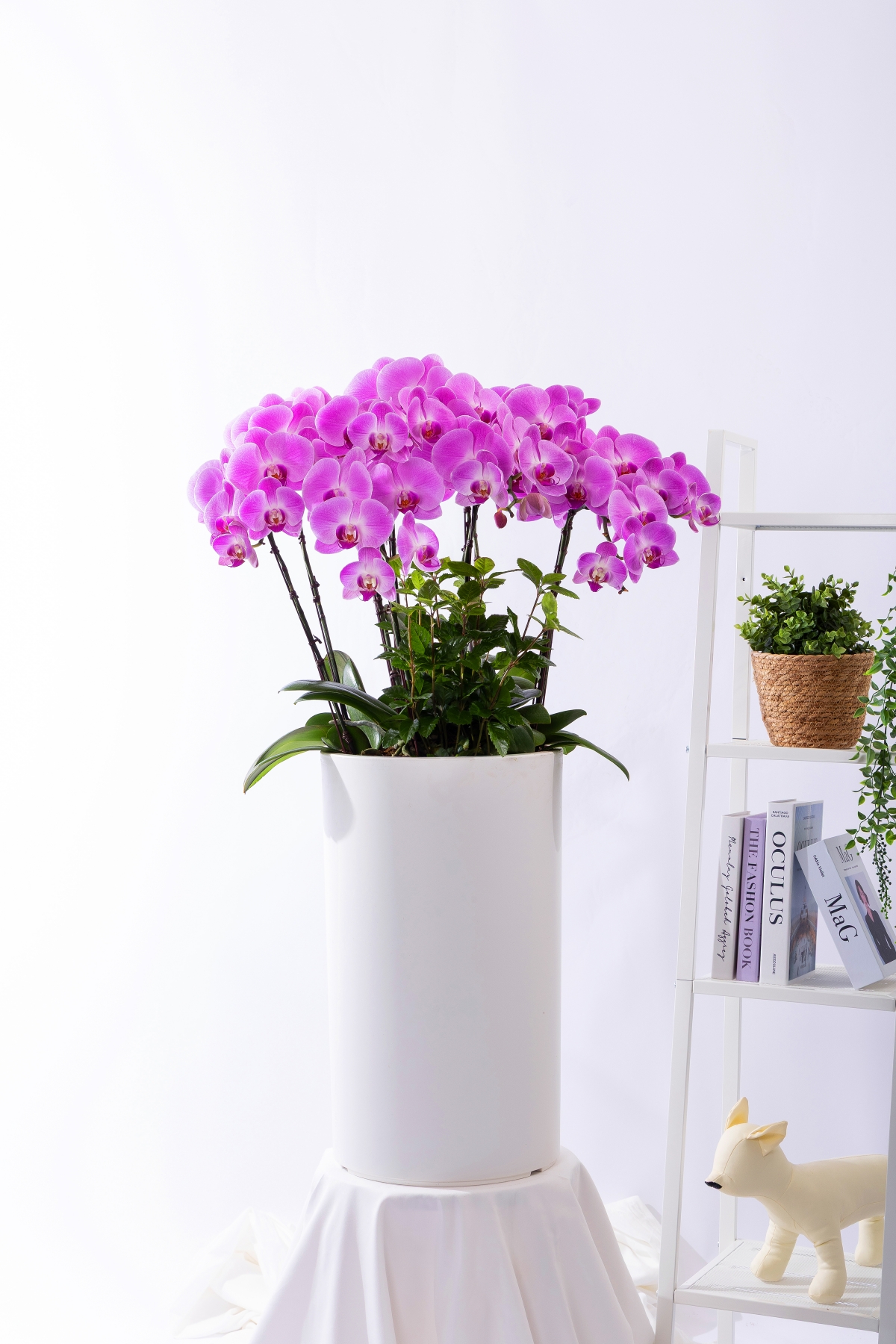 핑크호접란 스페셜그랜드 No.2 (SGD_원형)