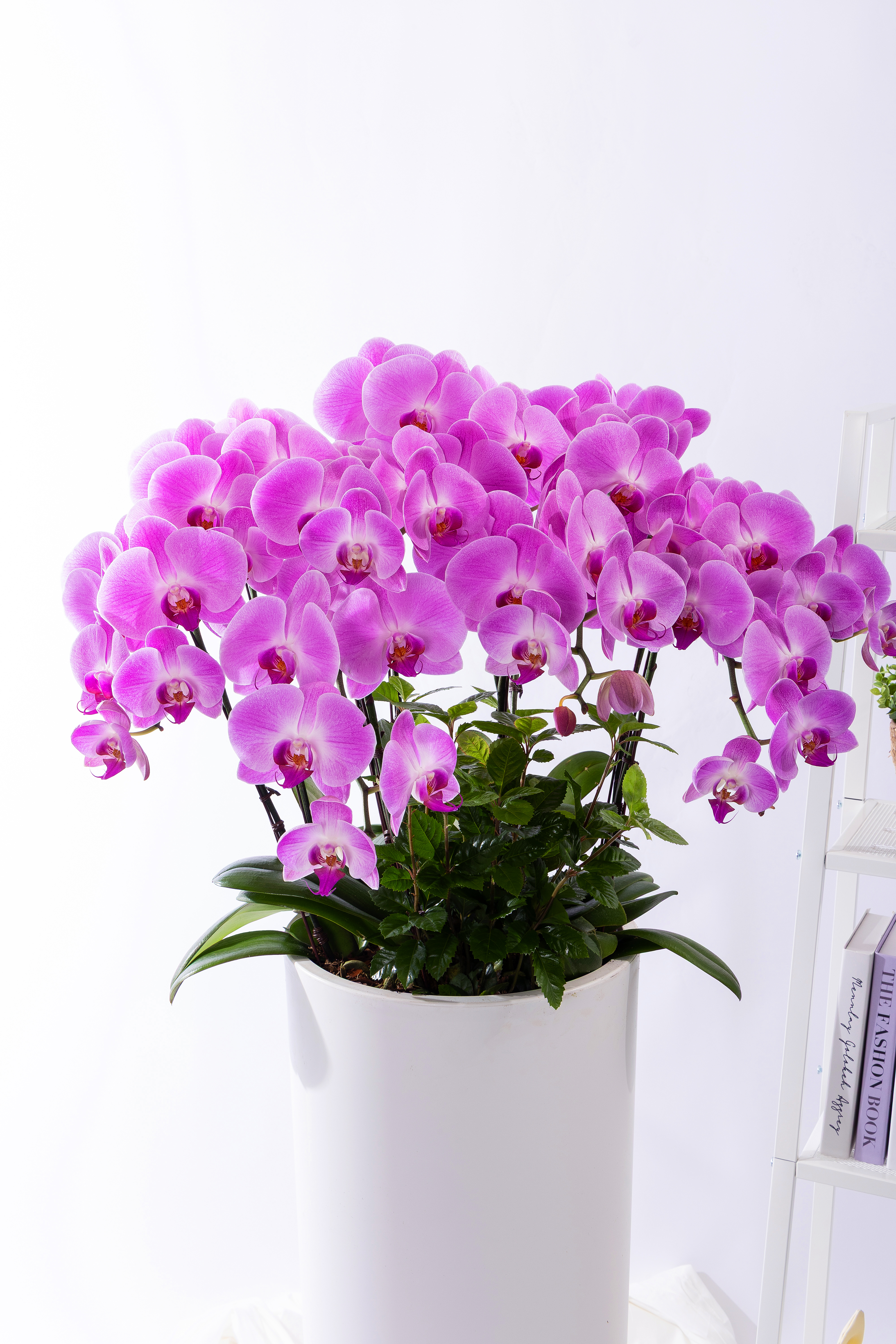 핑크호접란 스페셜그랜드 No.2 (SGD_원형)