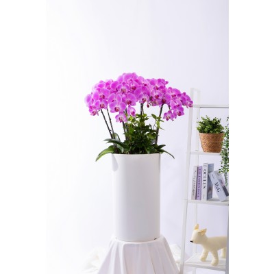 핑크호접란 스페셜그랜드 No.2 (SGD_원형)