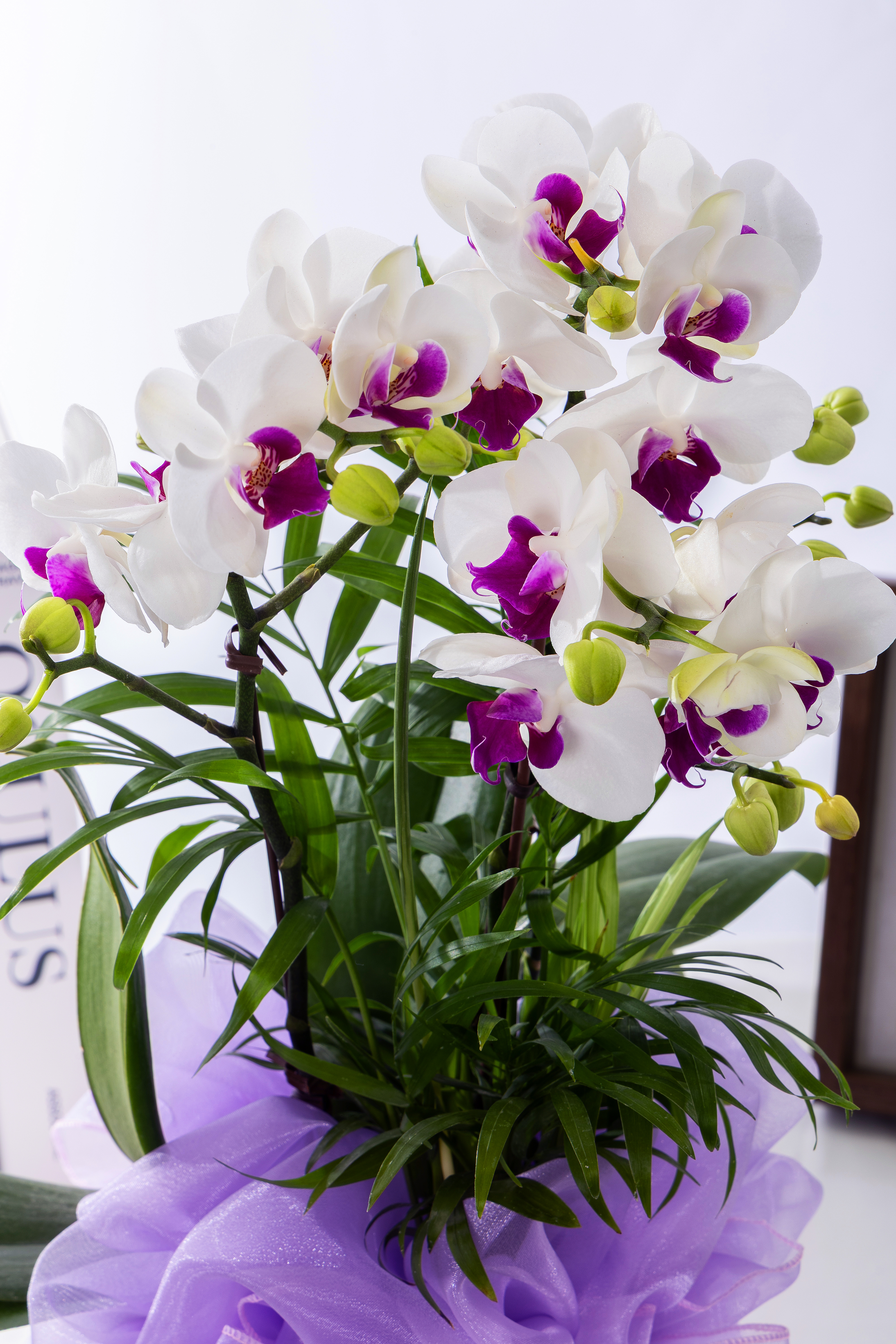 화이트미니호접 테이블 No.1 (T_원형)