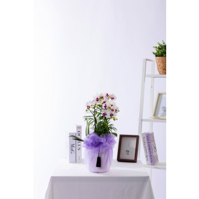 화이트미니호접 테이블 No.1 (T_원형)