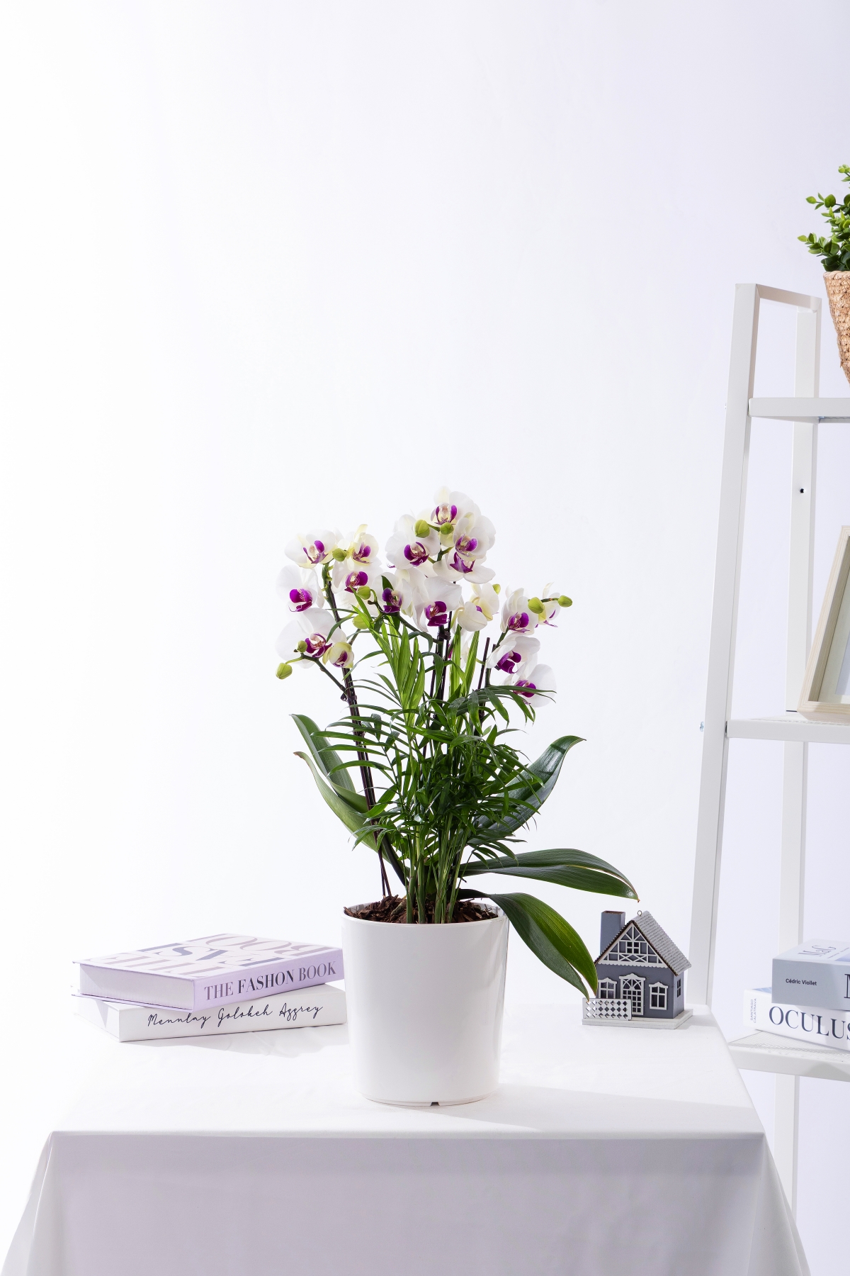 화이트미니호접 스탠다드 No.1