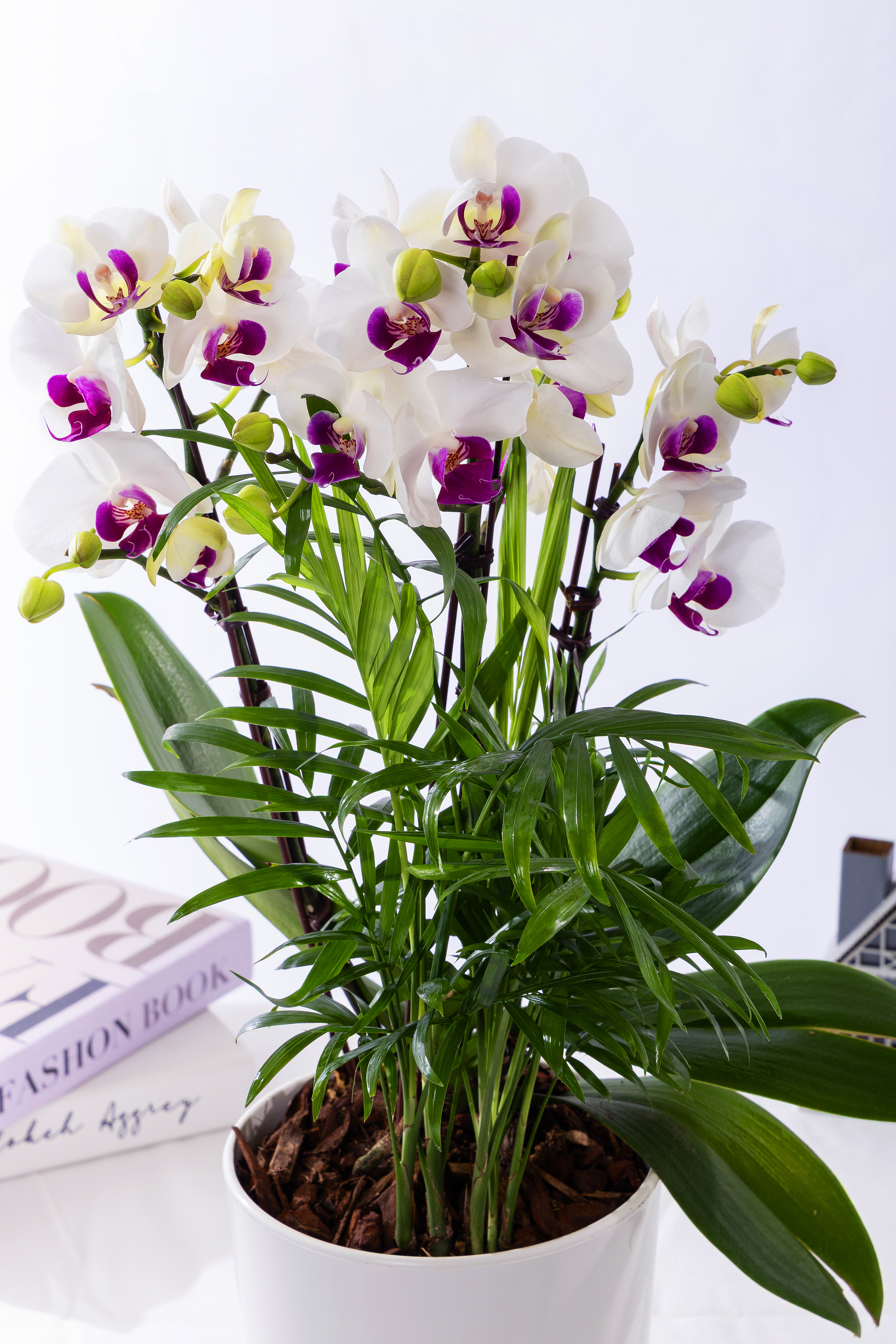 화이트미니호접 스탠다드 No.1