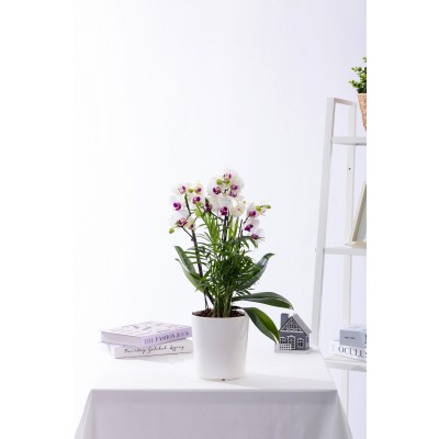 화이트미니호접 스탠다드 No.1