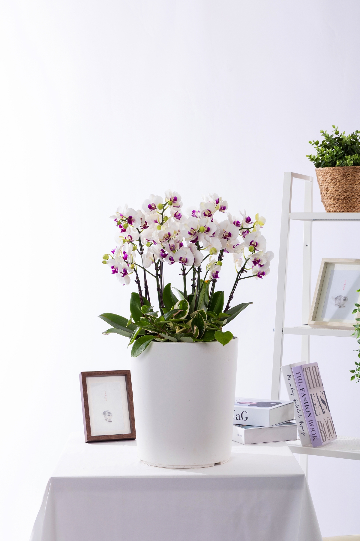 화이트호접란 스페셜 그랜드 No.2 (SGD_원형)