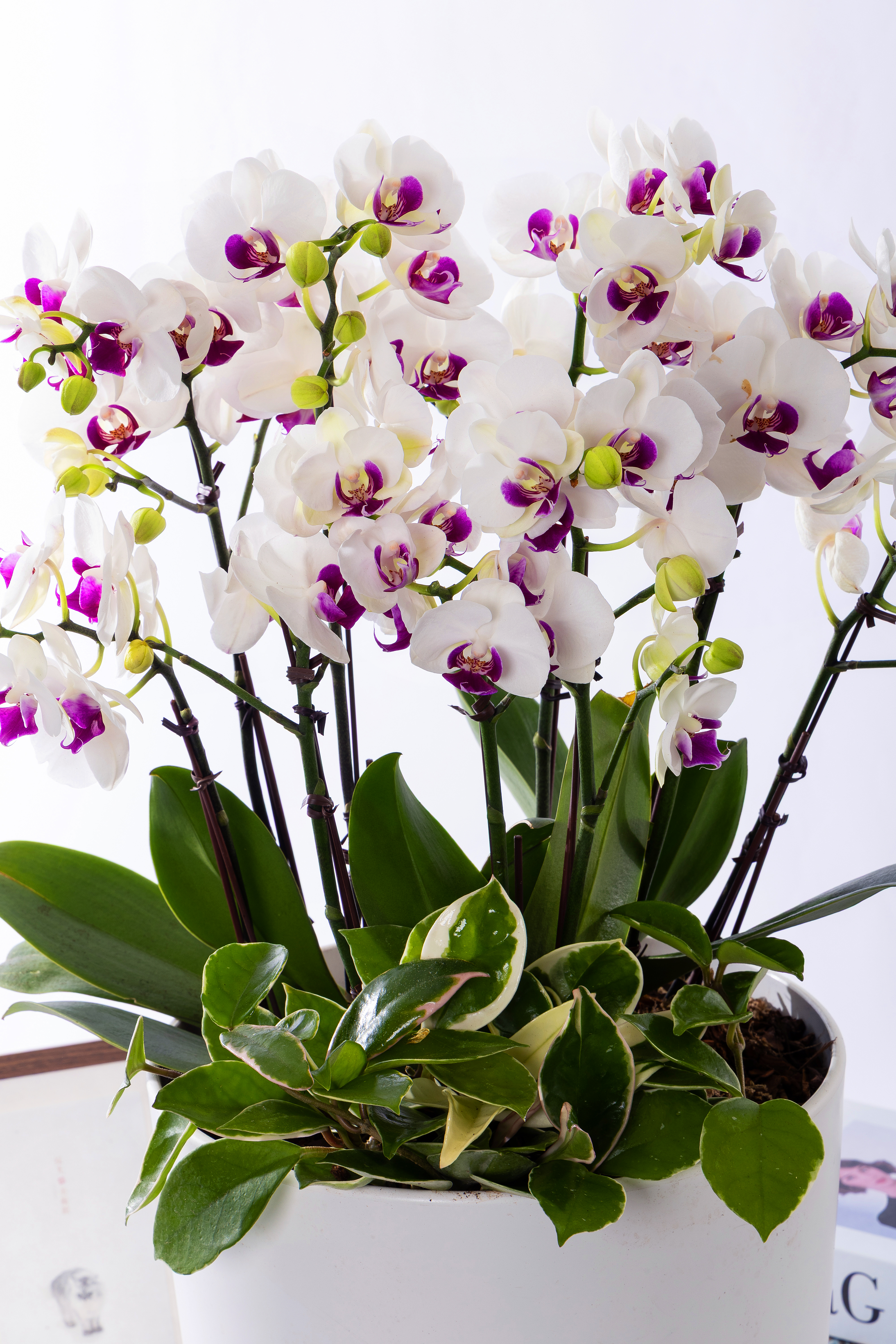 화이트호접란 스페셜 그랜드 No.2 (SGD_원형)